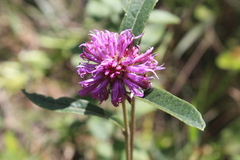 Lessingianthus ligulifolius
