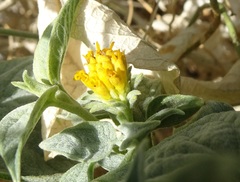 Bahiopsis reticulata