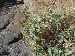 Bahiopsis reticulata