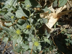 Bahiopsis reticulata