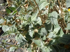 Bahiopsis reticulata