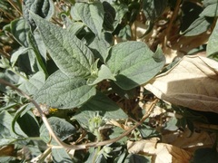 Bahiopsis reticulata