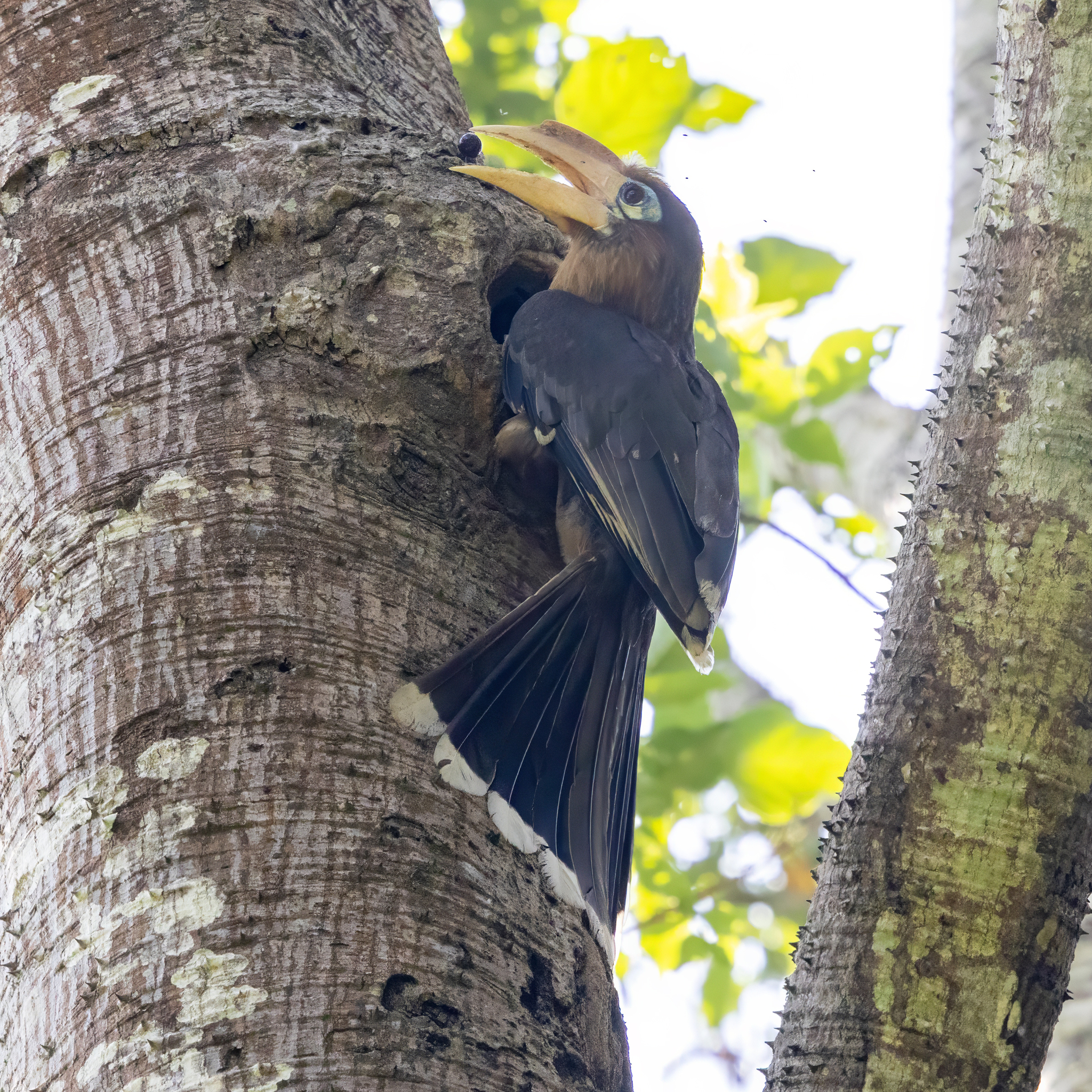 Tickell's Brown Hornbill (Anorrhinus tickelli), photo 4
