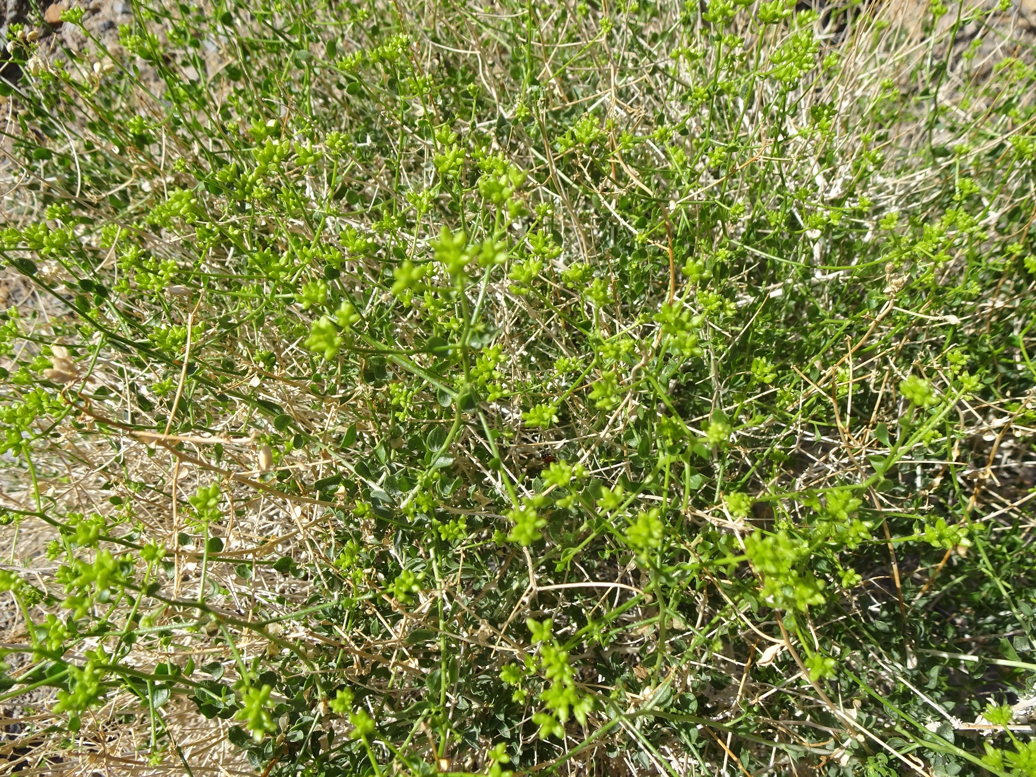 Amphipappus fremontii Torr. & A.Gray