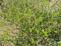 Amphipappus fremontii