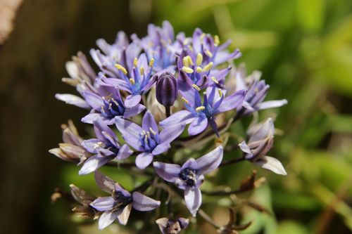 Scilla peruviana
