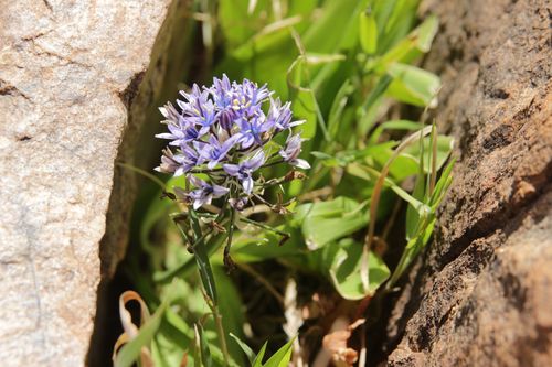 Scilla peruviana