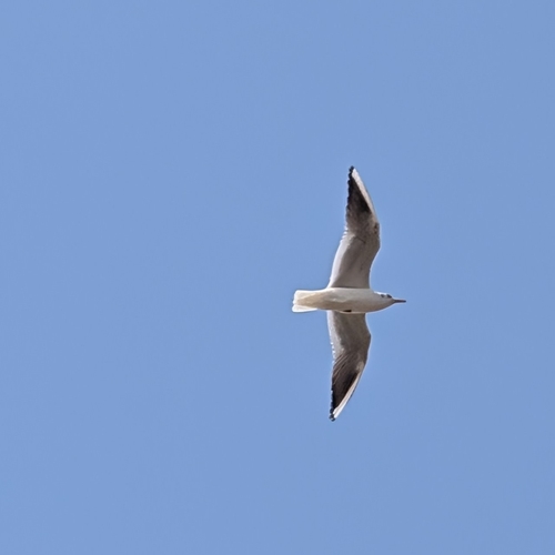 Black-headed Gull