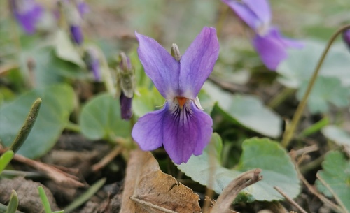 fialka voňavá (Viola odorata)