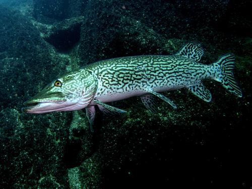 Esox cisalpinus