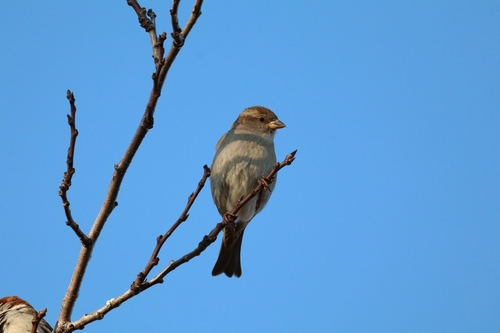 Gorrión común (Passer domesticus)