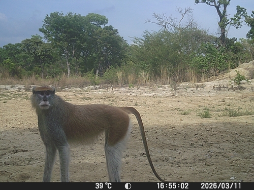 Western Patas Monkey