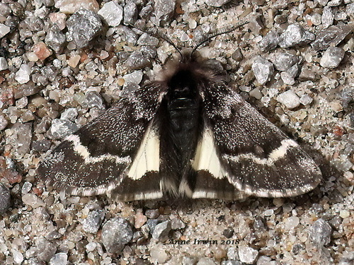Leucobrephos brephoides