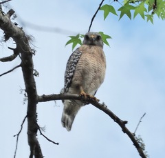 Buteo lineatus