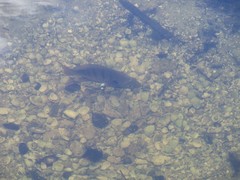 Lepomis macrochirus purpurascens