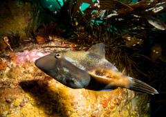 Brown Leatherjacket photo 4