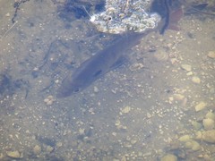 Lepomis macrochirus purpurascens