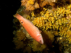 Pseudolabrus rubicundus