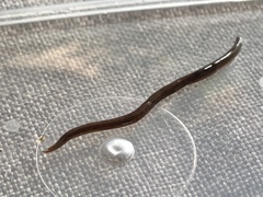 Endeavouria septemlineata