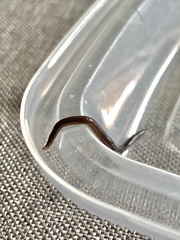 Endeavouria septemlineata