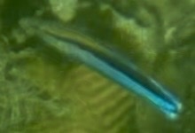 Labroides dimidiatus