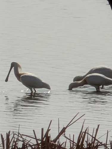 Eurasian Spoonbill