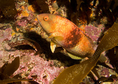 Notolabrus tetricus