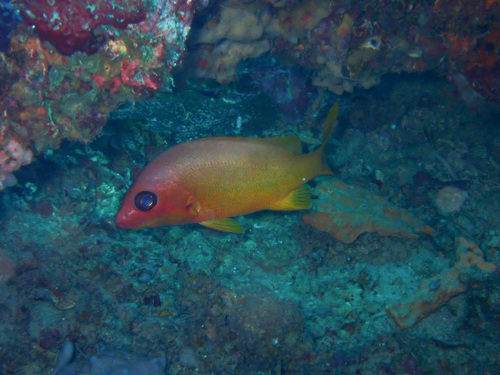 Lutjanus boutton observed 2024-10-19