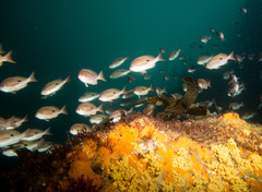 Caesioperca lepidoptera