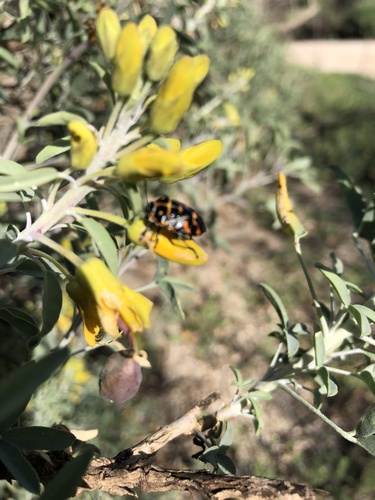 iNaturalist observation photo of Harlequin Bug