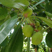 Twin Apple - Photo (c) krkzv, some rights reserved (CC BY-NC), uploaded by krkzv