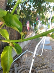 Ficus aurea