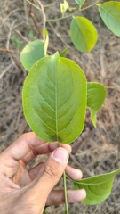 (c) Aadi Kulkarni, some rights reserved (CC BY) Celastrus paniculatus, photograph (c) Aadi Kulkarni, some rights reserved (CC BY)