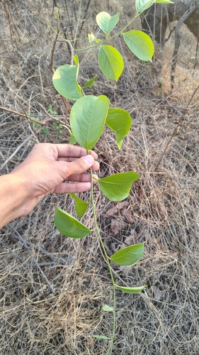 Celastrus paniculatus, photograph 6