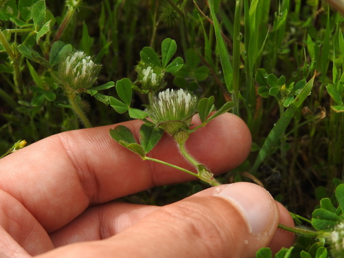 Hairy Trefoil (Trifolium cherleri)