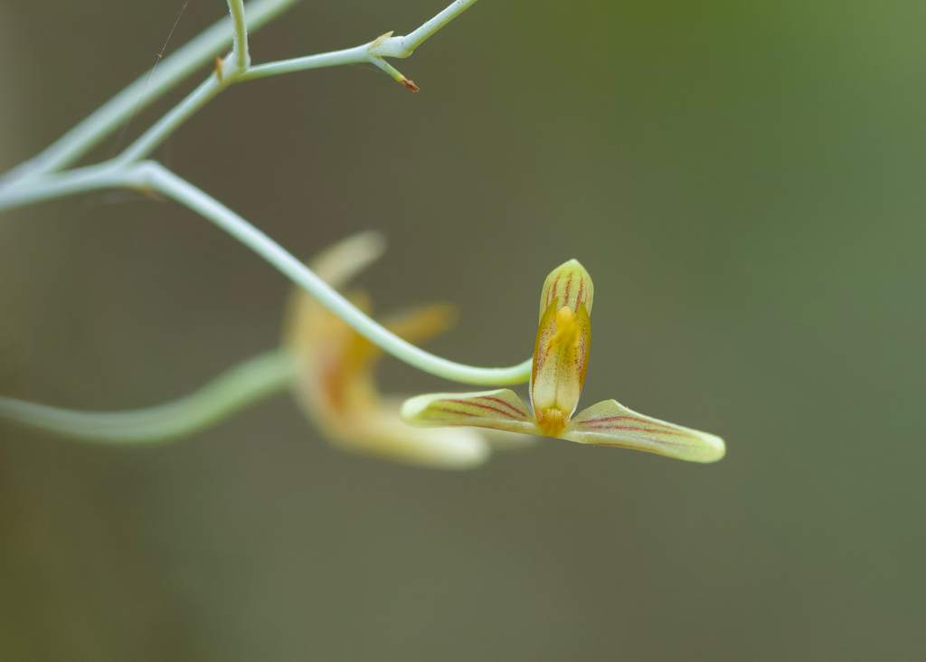 Bulbophyllum longipes