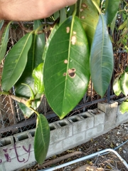 Ficus aurea