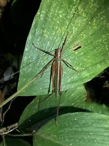 Ischnomela gracilis