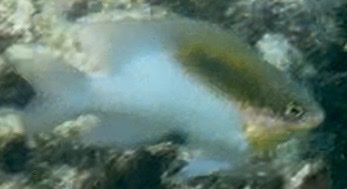 Dischistodus melanotus
