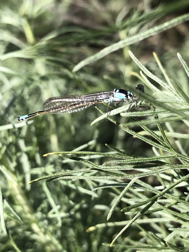 iNaturalist observation photo of Pacific Forktail