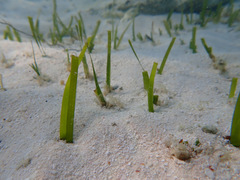 Thalassia