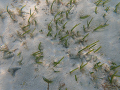 Thalassia