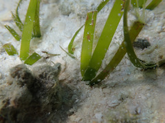 Thalassia