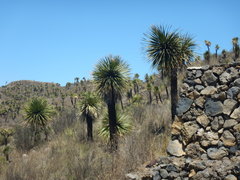 Yucca filifera