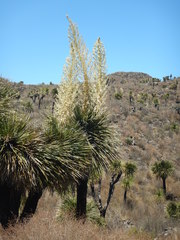 Nolina parviflora