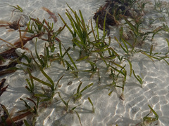 Thalassia