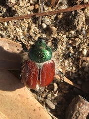 Paracotalpa