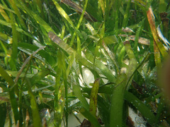 Thalassia