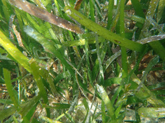 Thalassia