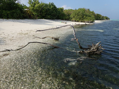 Thalassia